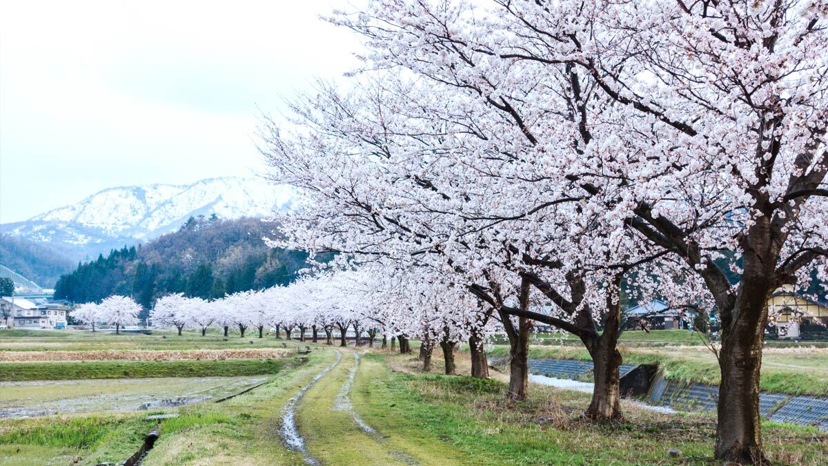 写真2